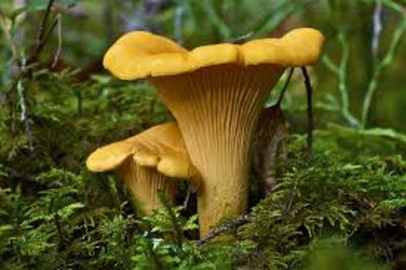 После обильных осадков леса Житомирщины «встелилися» грибами